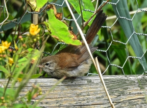 Wildlife sightings for 15th November 2022